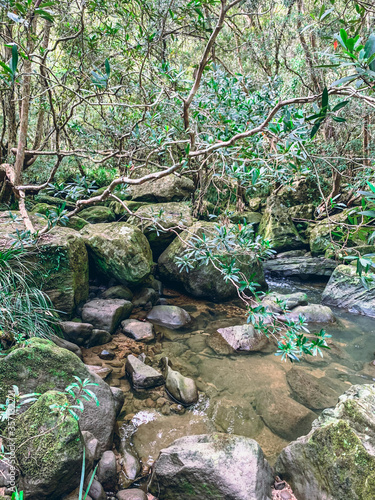 Flowing river in the forest