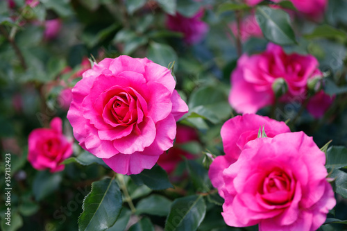 薔薇園に咲くピンクが美しい日本原産の薔薇「うらら」
