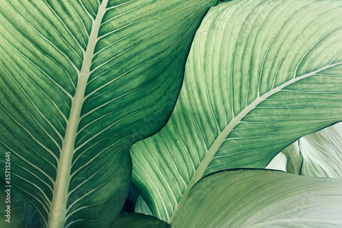 Abstract tropical green leaves pattern, lush foliage houseplant Dumb cane or Dieffenbachia the tropic plant.. photo