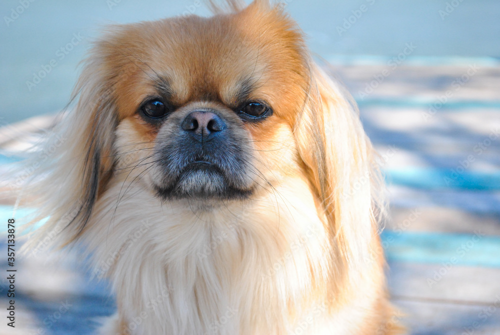 Cute young golden pekingese dog, concept of pets