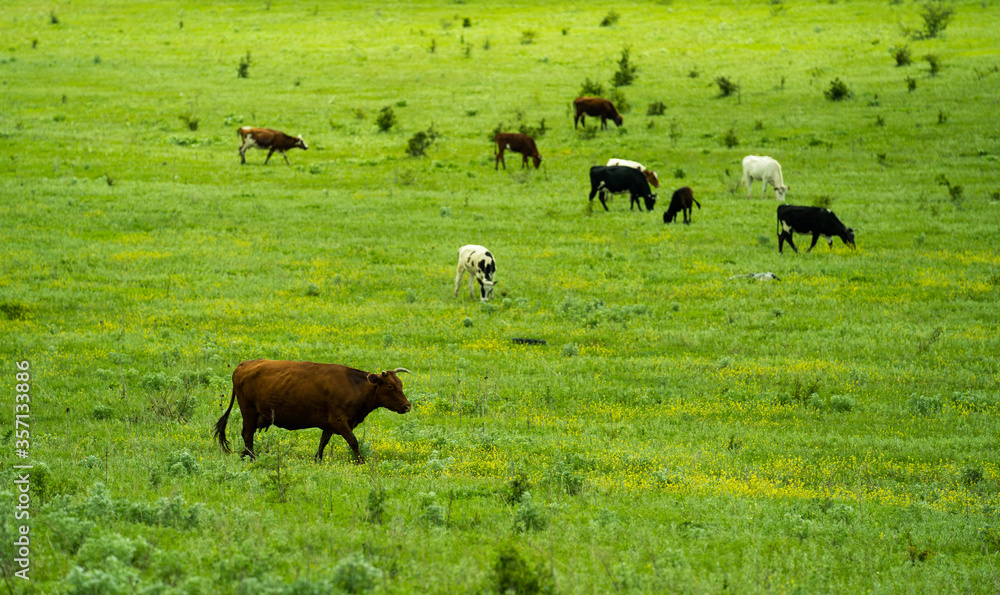 Brown, white and black cows grazing on a green field in sunny day
