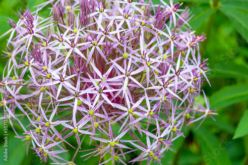 Closeup of purple Alium Giganteum flowers with background of green garden plants photo