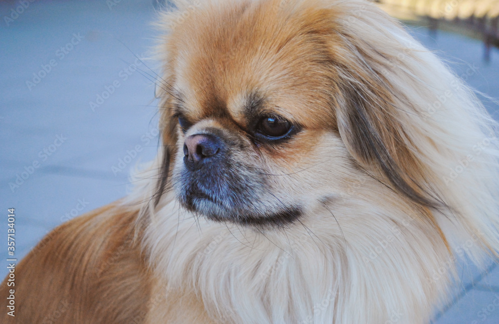Cute young golden pekingese dog, concept of pets