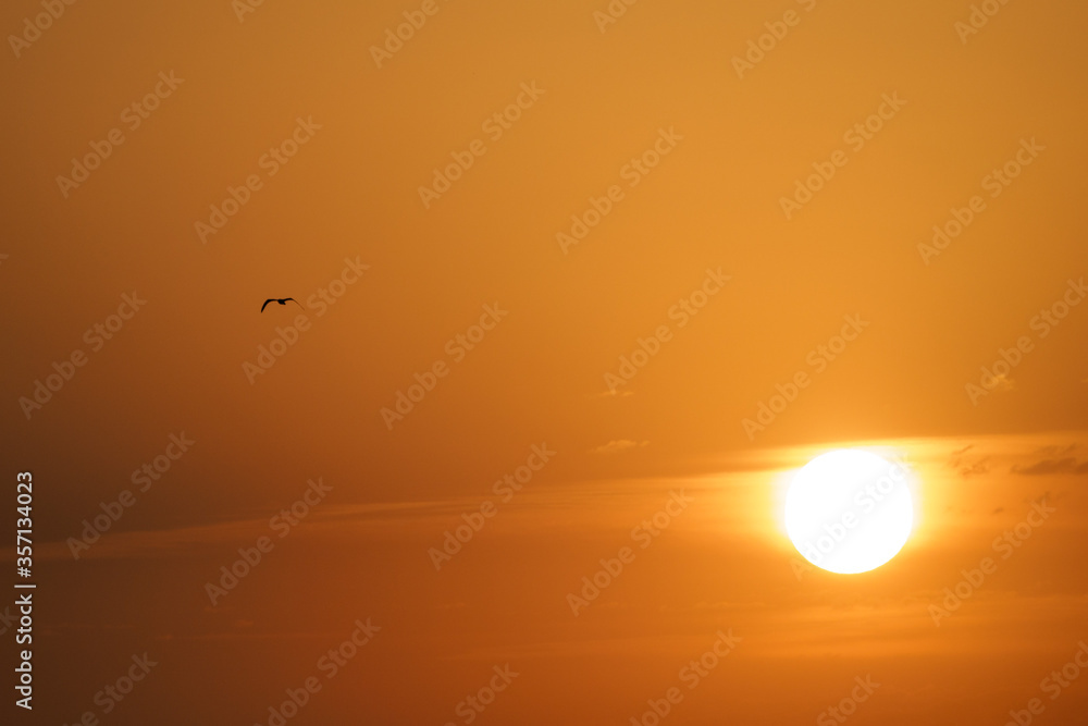 Flight of a bird against the background of the sunset.