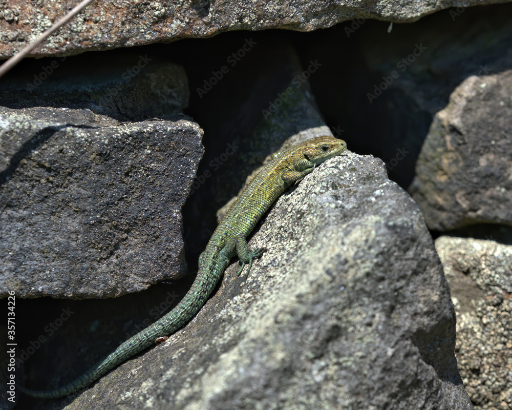 Common Lizard ,Viviparous lizard on a dry stone wall Common Lizard ,Viviparous lizard on a dry stone wall