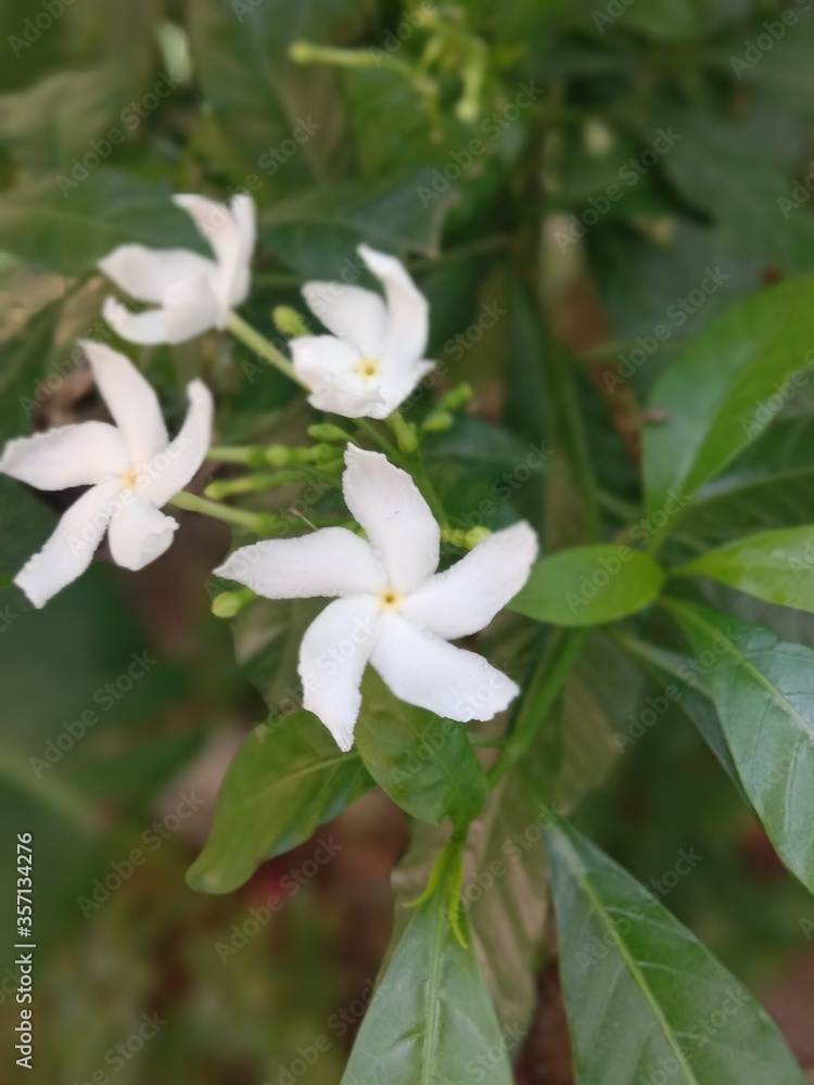 White flowers White flowers