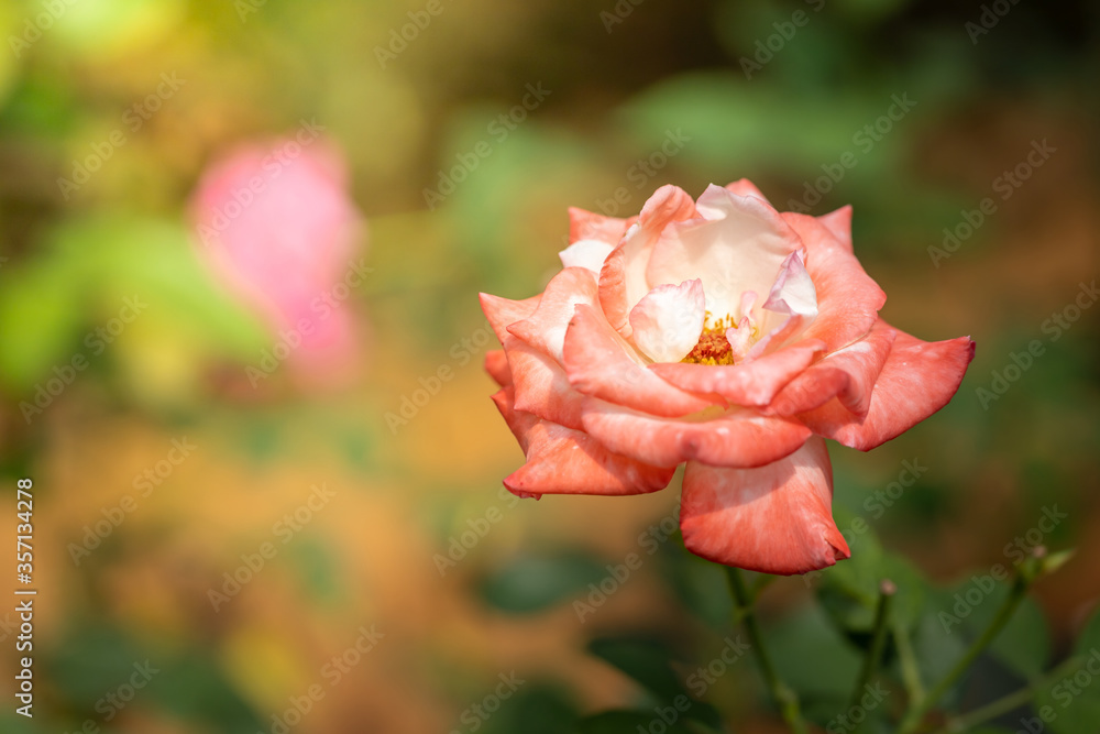 Roses in the garden Roses in the garden