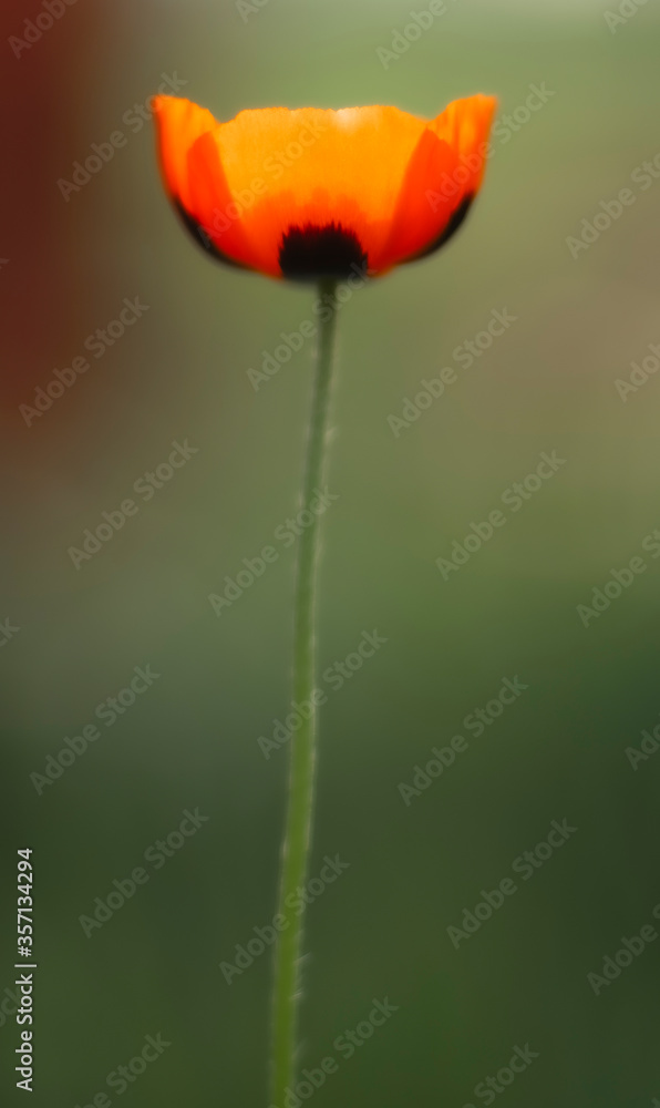 Obraz premium red poppy flower