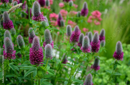 Cuadro en lienzo Red clover forms a dense clump of upright stems that grow from underground rhizo
