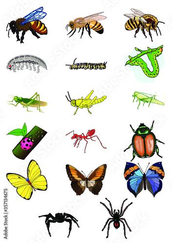 Planche d'insectes © Michel