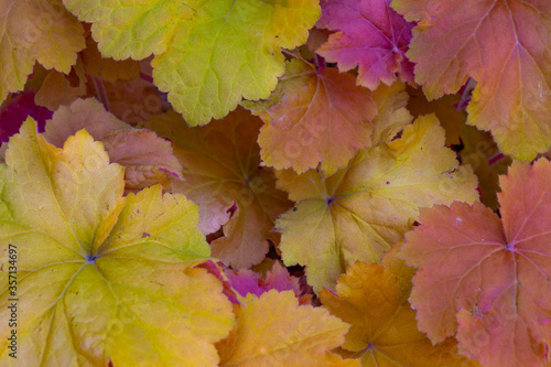 Background with colorful yellow, red, brown leaves
