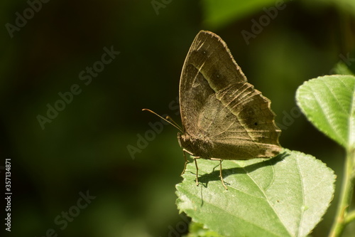 beauty in nature .dark branded bushbrown ( mycalesis mineus) butterfly sitting on leaf. photo