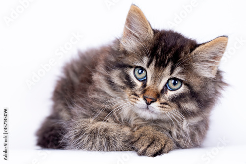 Pet animal; cute tabby kitten, long hair cat