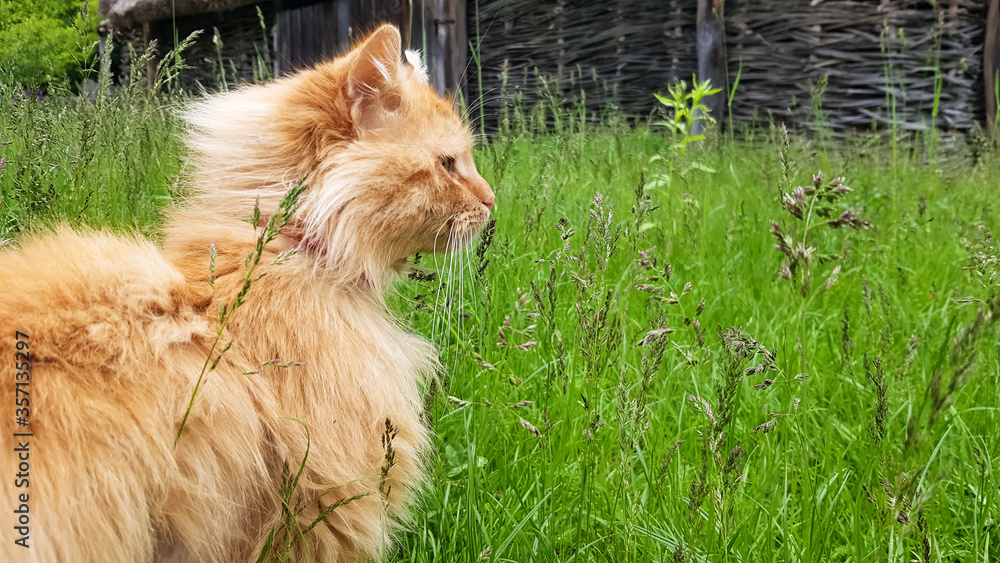 Beautiful fluffy red cat with yellow eyes in the summer sun rays in the green grass in summer.