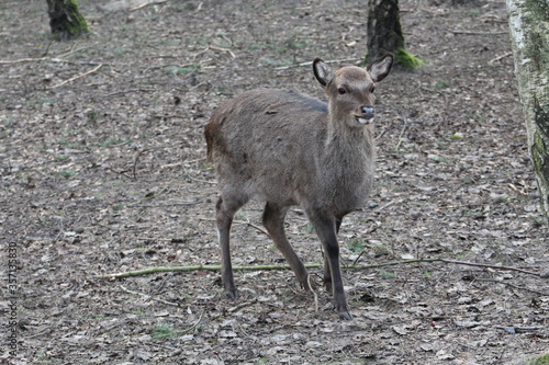 Close up of beautiful red deer in the forest at day time