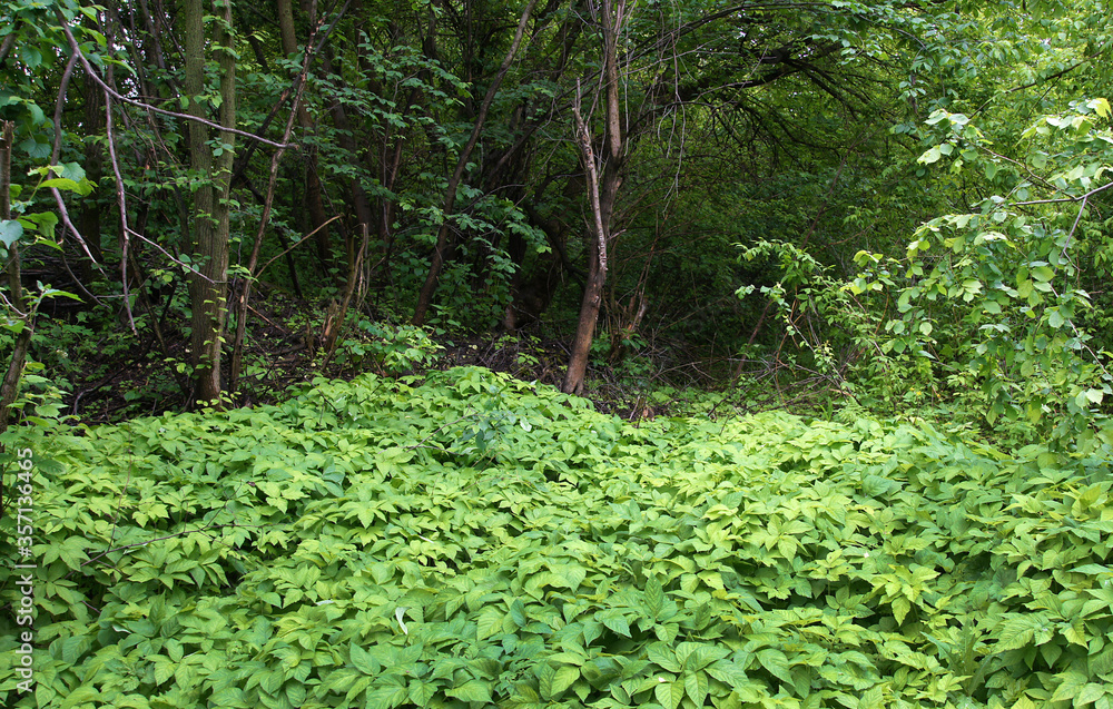 Fototapeta premium Dense thickets of ground elder
