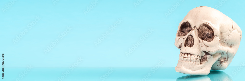 Obraz premium Artificial human skull on a colored background.