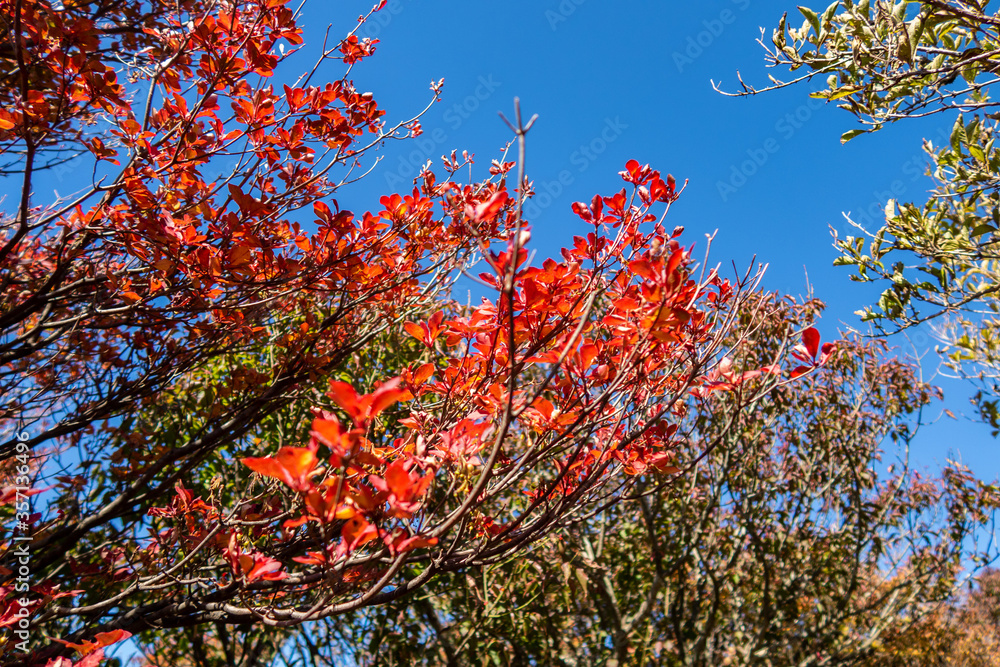 Autumn red vivid tree branch in Unzen-Amakusa National Park, Kyushu, Japan Autumn red vivid tree branch in Unzen-Amakusa National Park, Kyushu, Japan