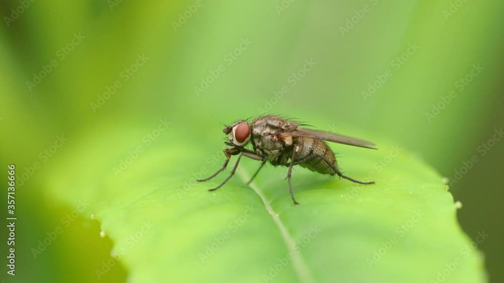 housefly insect on leaf ultra closeup macro housefly insect on leaf ultra closeup macro
