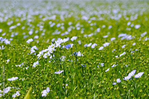 Field full of blue flowers  romantic landscape photo