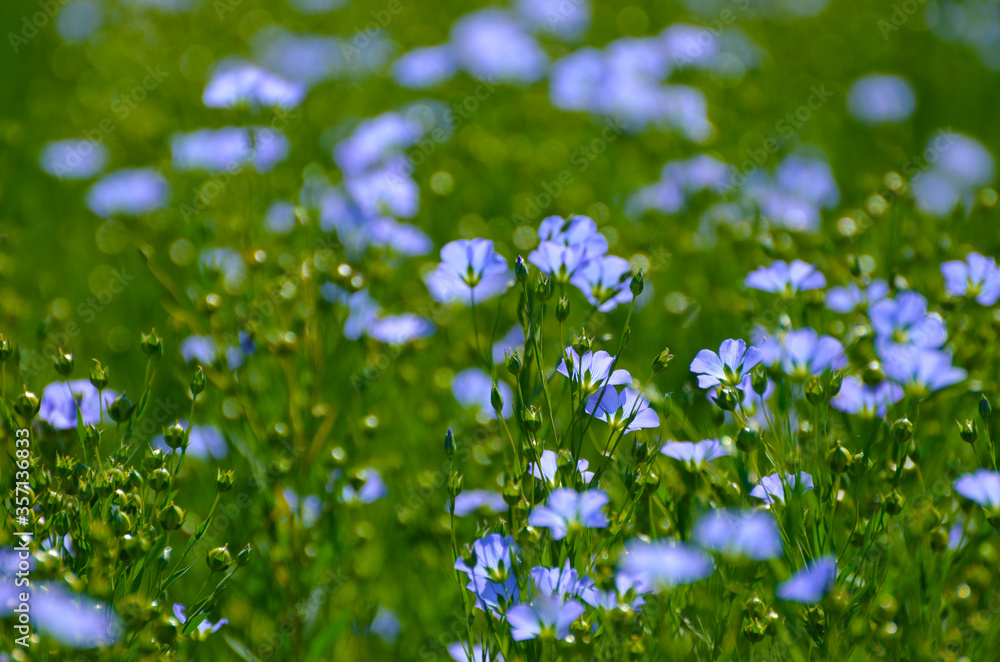 Field full of blue flowers, romantic landscape,photo Field full of blue flowers, romantic landscape,photo