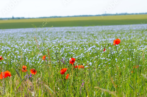 Poppy field at the road, summer landscape photo