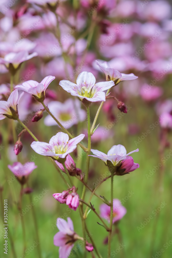 Fototapeta premium Delicate white pink flowers of Saxifrage moss in spring garden