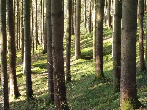 trees in the forest