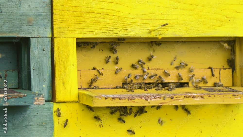 Bees flying around yellow beehive, close up panning from left to right. Bees flying around yellow beehive, close up panning from left to right.