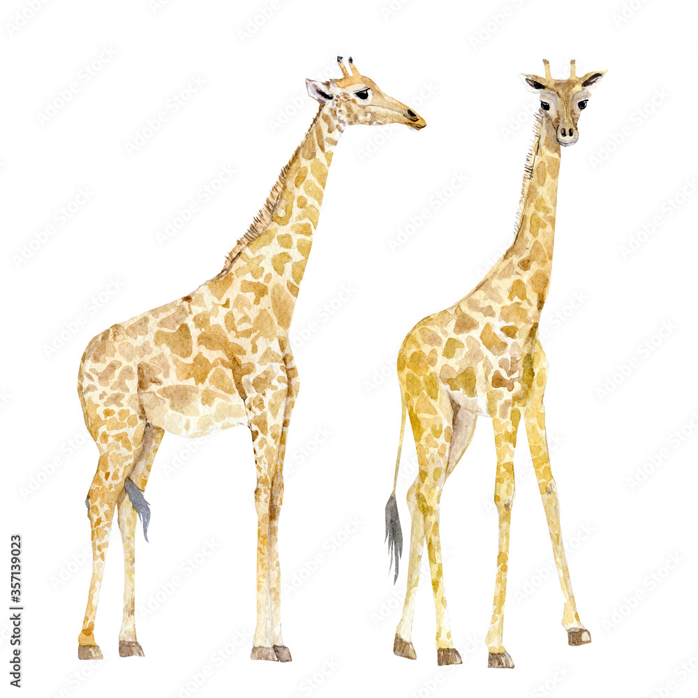 Naklejka premium Watercolor wild Africa Animals Giraffe for poster, baby shower card, bridal shower card, greeting card, sticker.