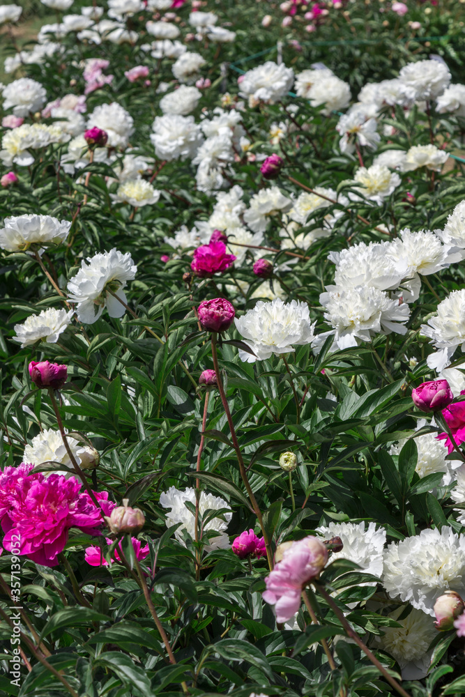 Blooming white and pink peonies among green leaves. Blooming white and pink peonies among green leaves.