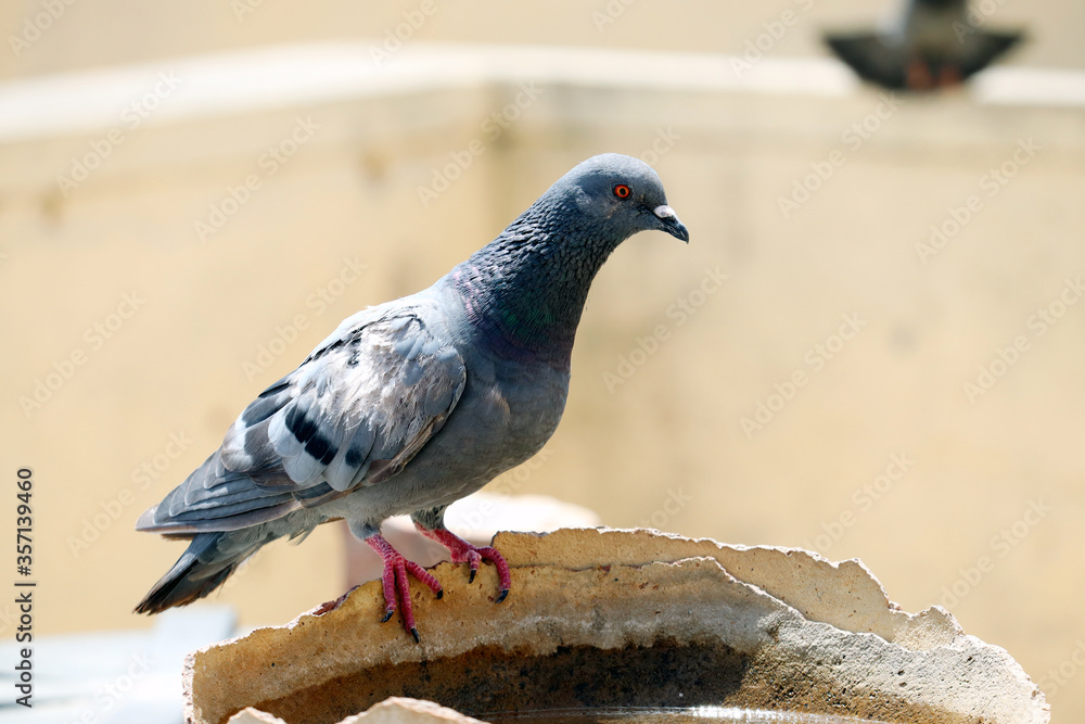 Obraz premium Pigeon sitting on a broken water pot