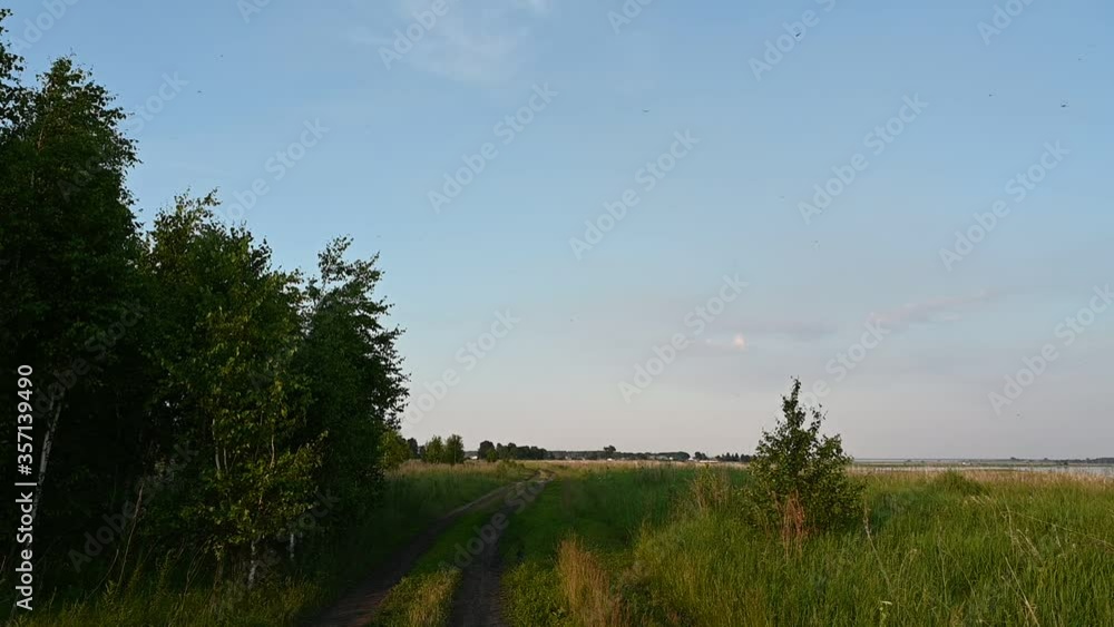 trees, a field road and flying dragonflies. trees, a field road and flying dragonflies.