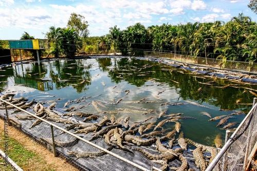 Fototapete Crocodile farm in Darwin, Australia.