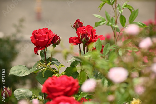 野中の薔薇