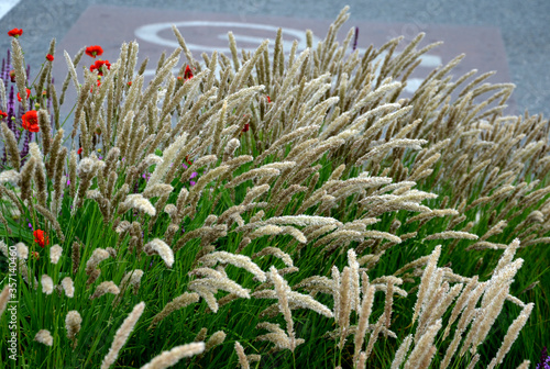 decorative tufts, which he creates from narrow, deep green leaves, above which creamy white laths with thin, twisted thistles stand out effectively. Ornamental grass grows to a height of 90 cm, blooms photo