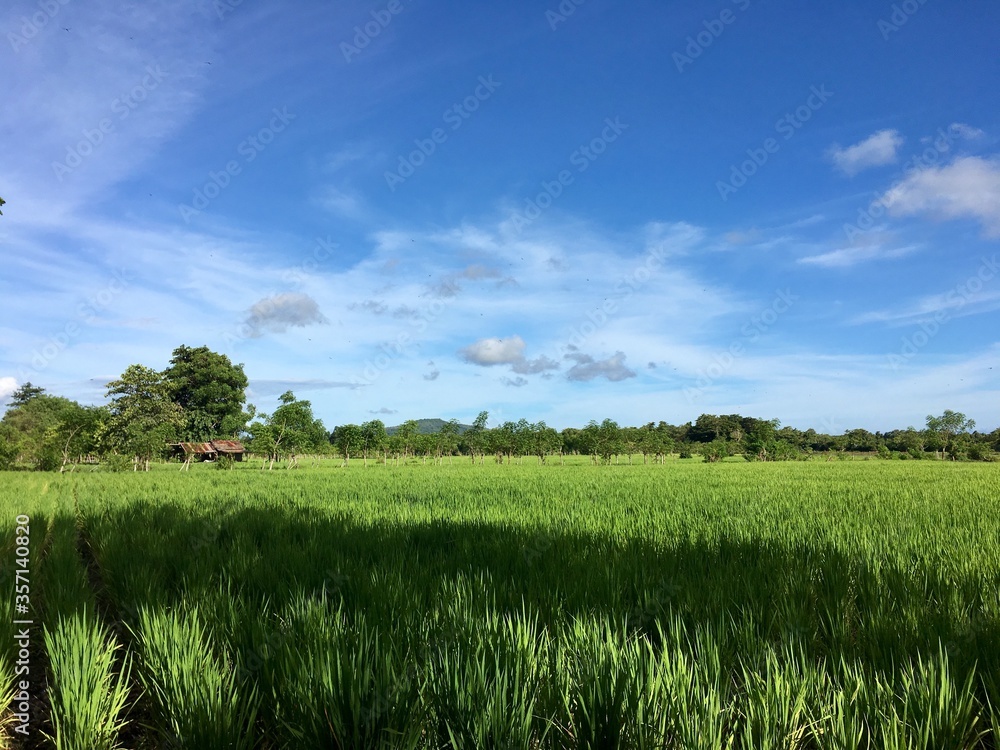 Sumba landcape, horses in savana, waterfalls