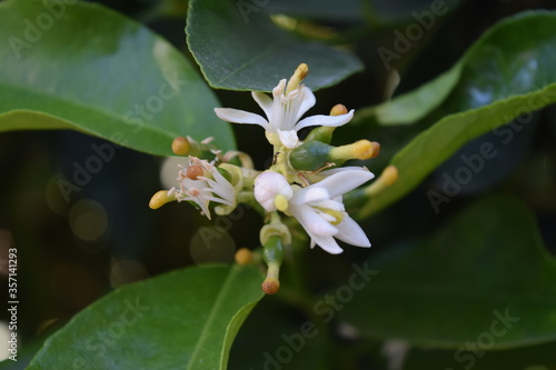 white flowers on a lime tree