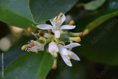 white flowers on a lime tree