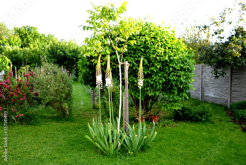 eremurus robustus massive is a stout and perennial exotic plant up to 250 cm This herb semi desert regions of Central Asia and is grown for its high inflorescences made up of thousands of pink photo