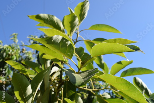 green leaves on a tree