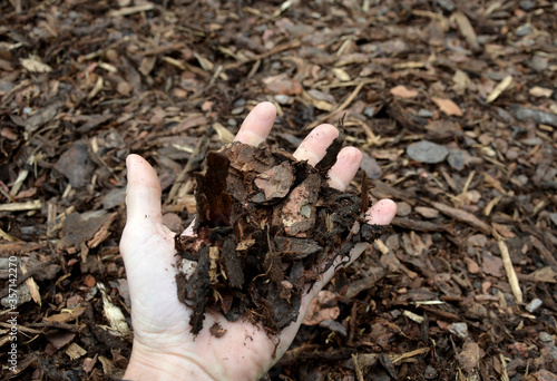 mulch bark from pieces of pine and spruce to prevent weeds from growing and germinating gardener carries it on the back of a delivery van man's hand evaluates the quality of pieces of mulch photo