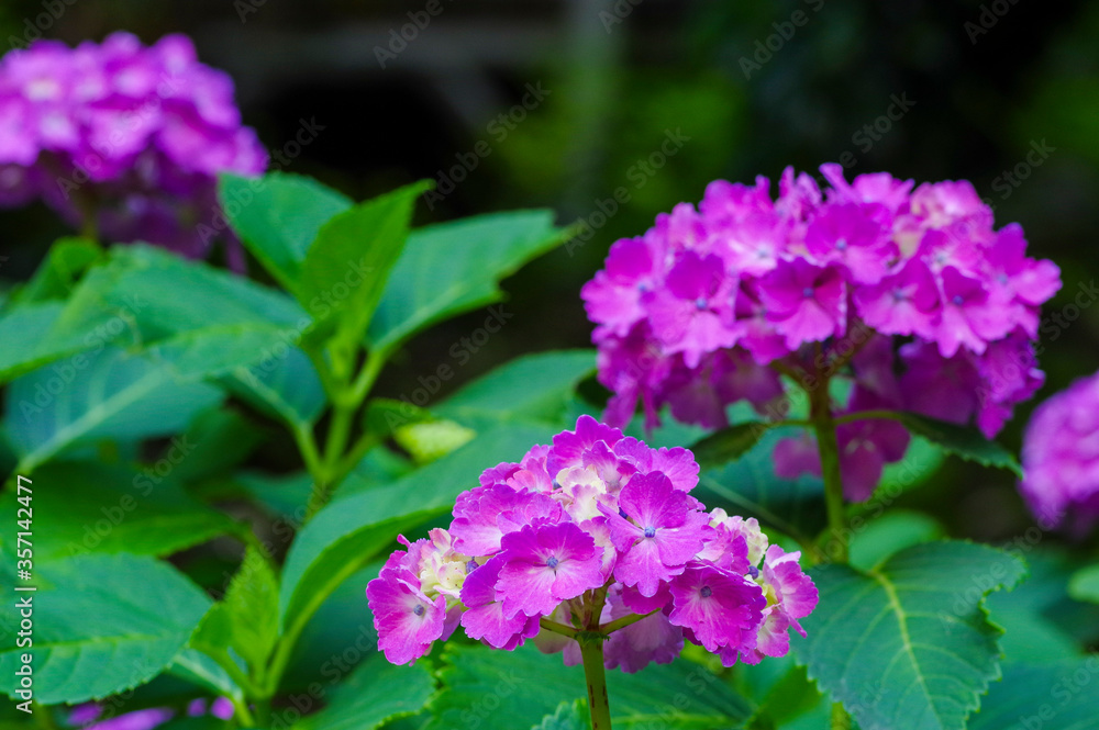 鮮やかに色づく紫陽花 鮮やかに色づく紫陽花