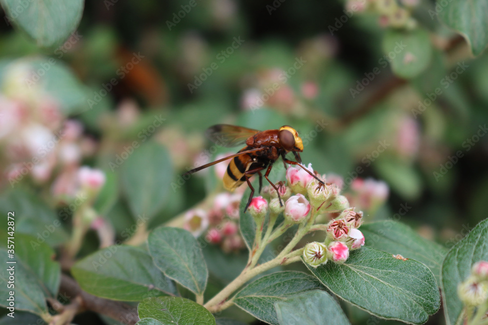 Hornet wasp collecting nectar on a pink Cotoneaster flower on branch. Vespa crabro insect in the garden Hornet wasp collecting nectar on a pink Cotoneaster flower on branch. Vespa crabro insect in the garden