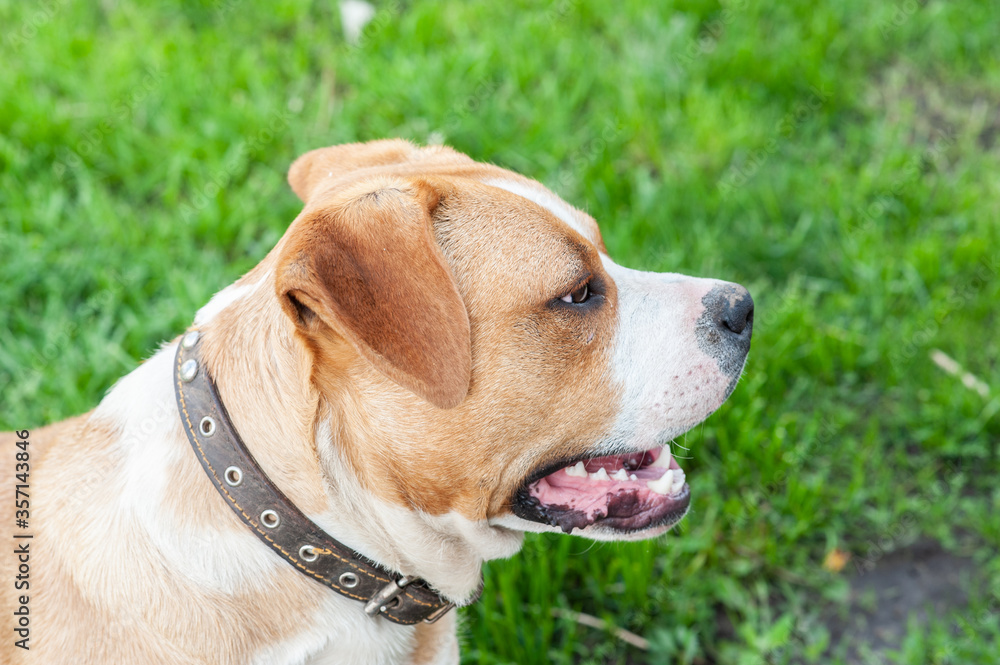 Staffordshire Terrier half-breed on the background of green grass. Portrait of a thoroughbred adult male on a green lawn.