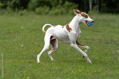 Dog plays on the lawn. The dog runs after the toy and having fun © Пётр Рябчун