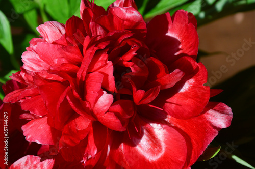 Red peony. a lush flower. summer.