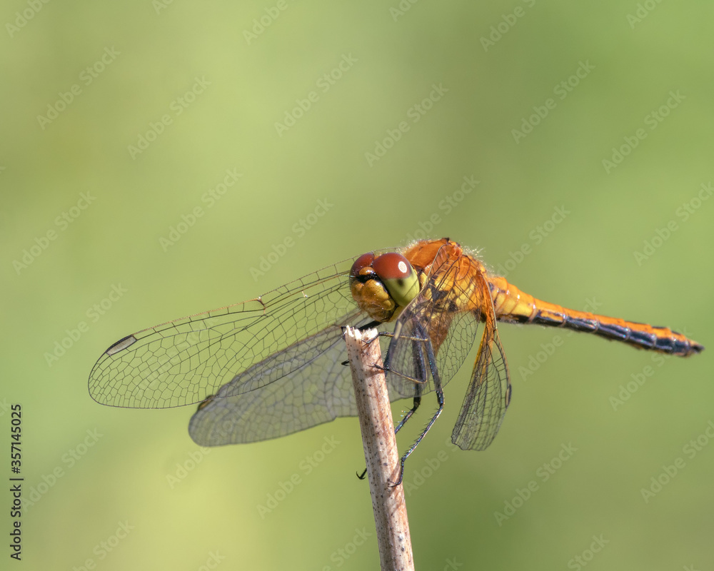 Yellow-winged darter (Sympetrum flaveolum) sitting on a stick Yellow-winged darter (Sympetrum flaveolum) sitting on a stick