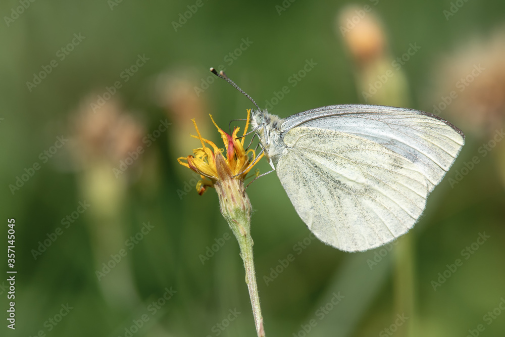 Green-veined white (Pieris napi) feeding nectar from a thistle Green-veined white (Pieris napi) feeding nectar from a thistle