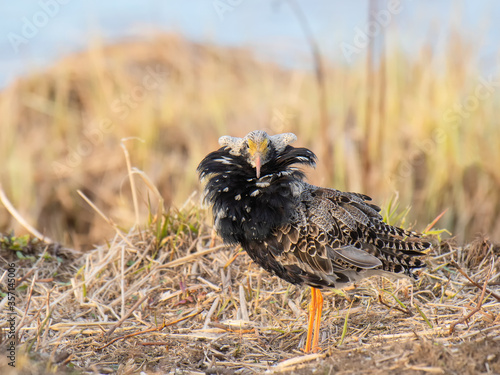 Fotografie Male ruff showing its feather collar in mating season